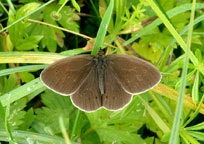 Small photograph of a Ringlet
Click on the image to enlarge