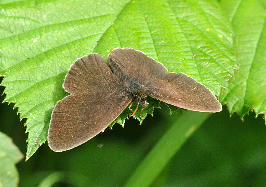 Photograph of a Ringlet
Click on the image for the next photo