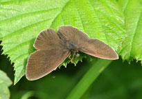 Ringlet
Click on image to enlarge