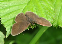 Small photograph of a Ringlet
Click on the image to enlarge