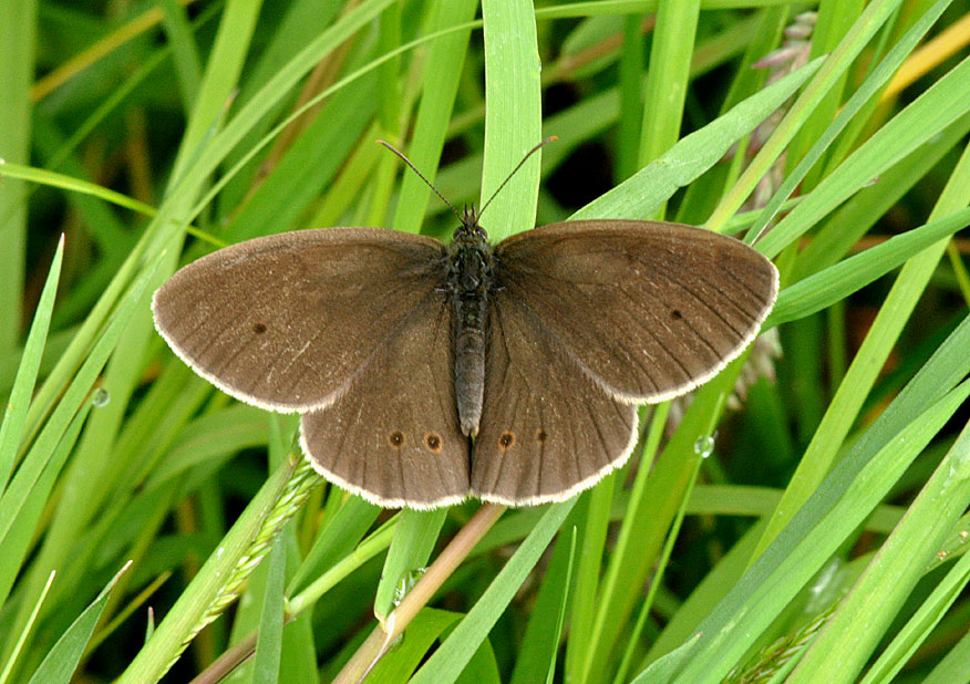 Photograph of a Ringlet
Click on the image for the next photo