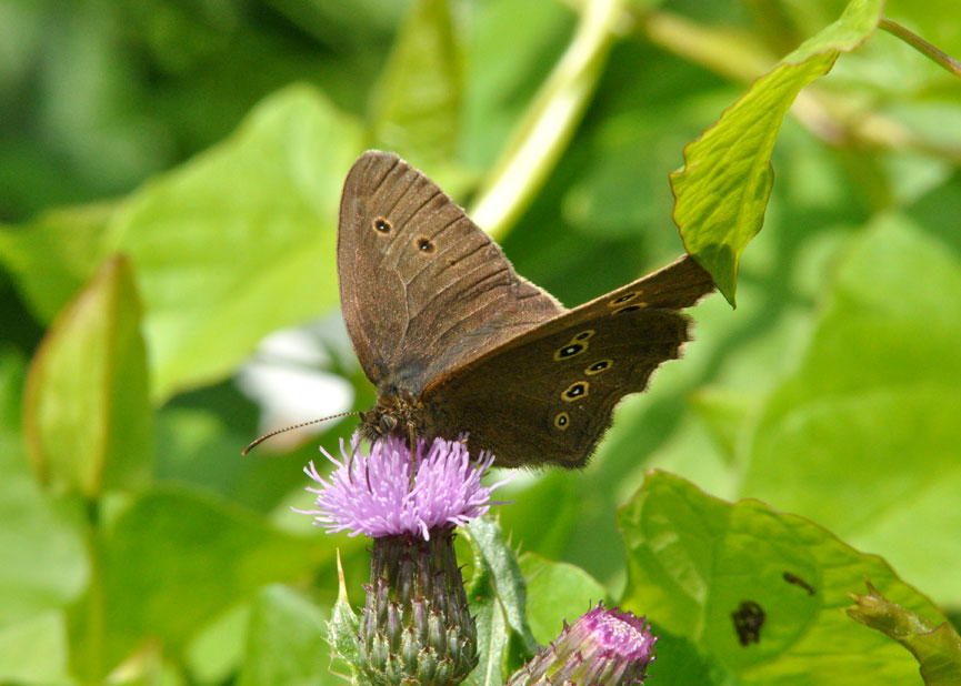 Photograph of a Ringlet
Click on the image for the next photo