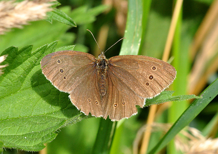 Photograph of a Ringlet
Click on the image for the next photo