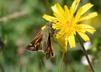 Small photograph of a Silver-spotted Skipper
Click on the image to enlarge