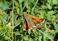 Small photograph of a Silver-spotted Skipper
Click on the image to enlarge