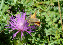 Small photograph of a Silver-spotted Skipper
Click on the image to enlarge