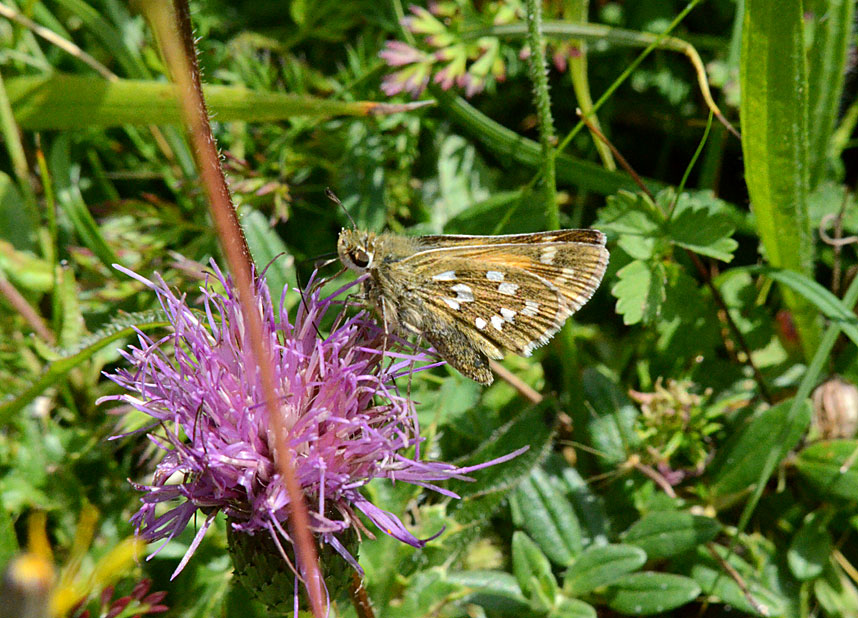 Silver-spotted Skipper
Click for next species