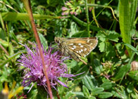 Small photograph of a Silver-spotted Skipper
Click to enlarge