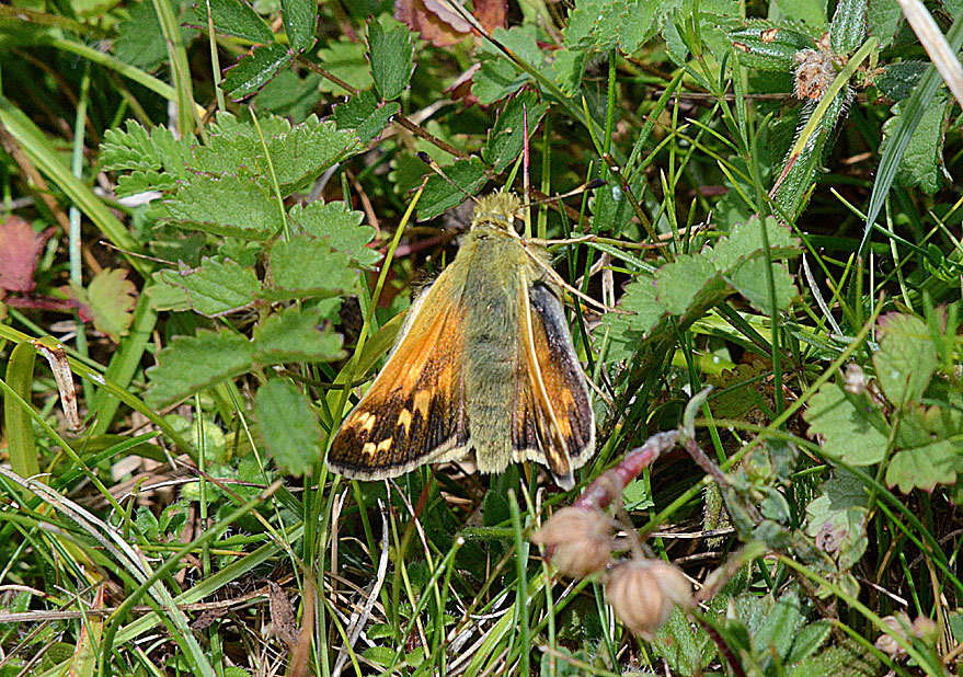 Silver-spotted Skipper
Click for next species