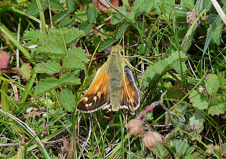 Silver-spotted Skipper
Click for next species