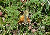 Silver-spotted Skipper
Click on image to enlarge