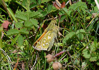 Silver-spotted Skipper
Click on image to enlarge