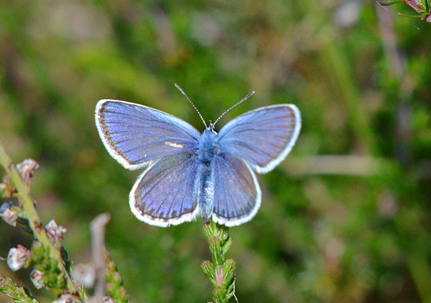 Silver-studded Blue
Click the image for the next photo