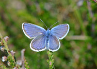 Small photograph of  a Silver Studded Blue
Click on the image to enlarge