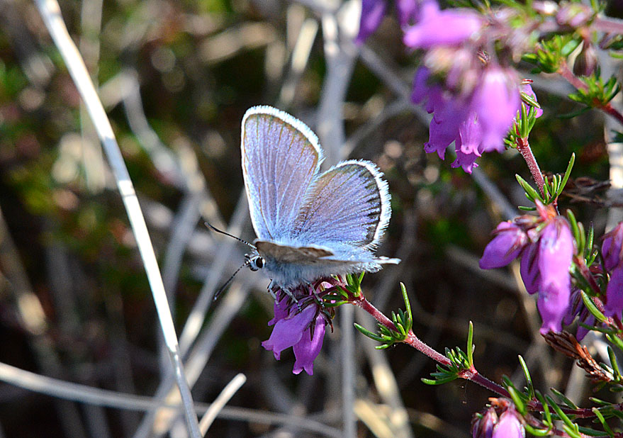 Silver-studded Blue
Click the image for the next photo