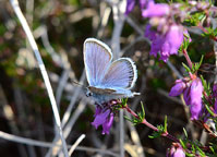 Small photograph of  a Silver Studded Blue
Click on the image to enlarge
