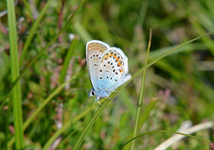 Silver-studded Blue
Click the image for the next photo