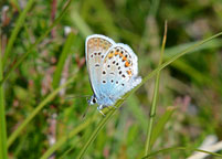 Small photograph of  a Silver Studded Blue
Click on the image to enlarge