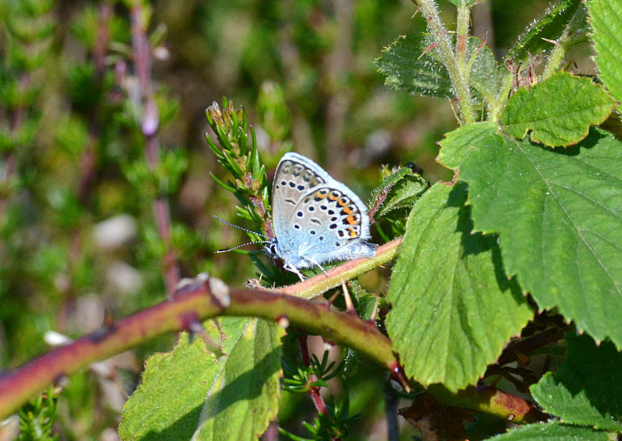 Silver-studded Blue
Click the image for the next photo