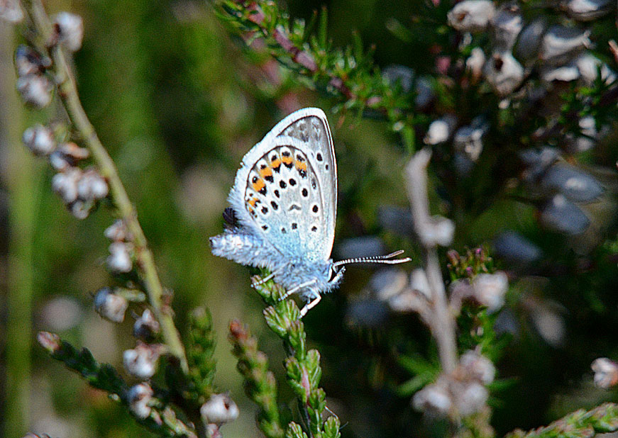 Silver-studded Blue
Click the image for the next photo