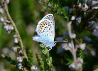 Small photograph of  a Silver Studded Blue
Click on the image to enlarge