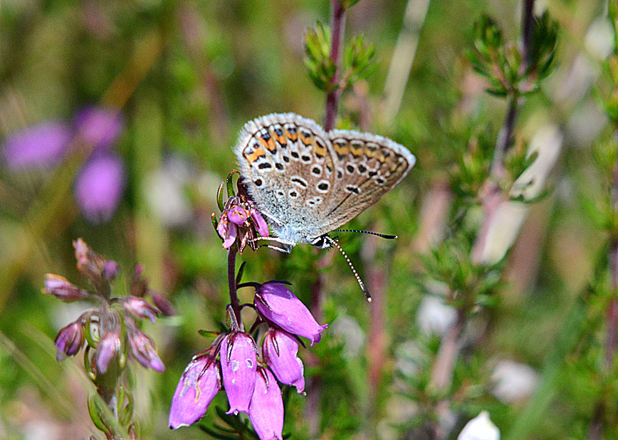 Silver-studded Blue
Click the image for the next photo