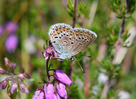 Small photograph of  a Silver Studded Blue
Click on the image to enlarge