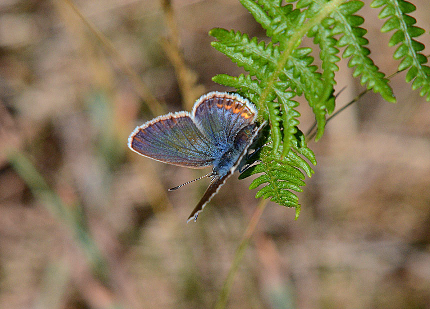 Silver-studded Blue
Click the image for the next photo