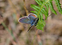 Small photograph of  a Silver Studded Blue
Click on the image to enlarge