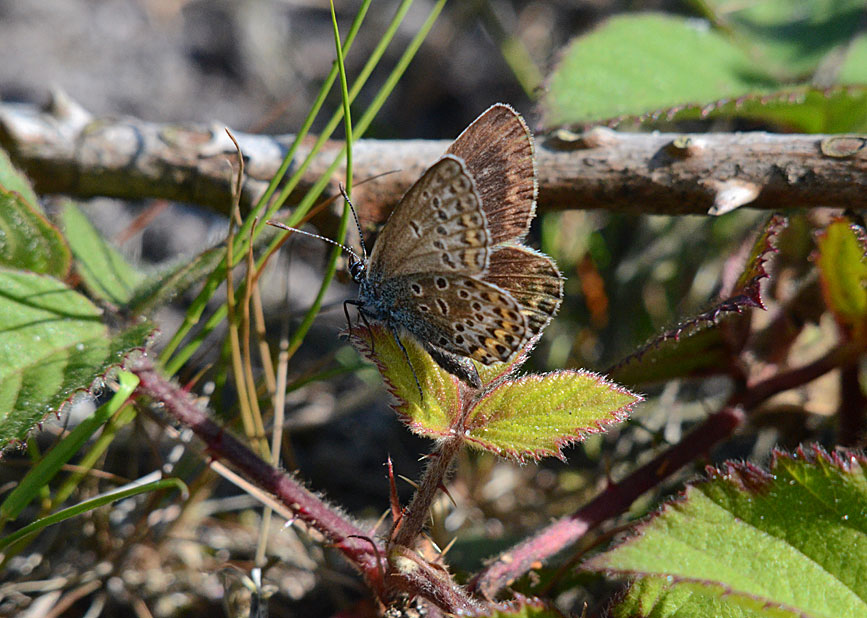 Silver-studded Blue
Click the image for the next photo