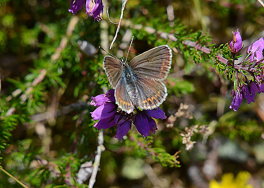 Silver-studded Blue
Click the image for the next photo