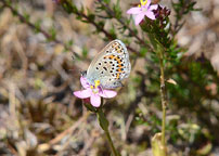 Small photograph of  a Silver Studded Blue
Click on the image to enlarge