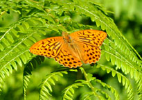 Small photograph of a Silver-washed Fritillary
Click on the image to enlarge