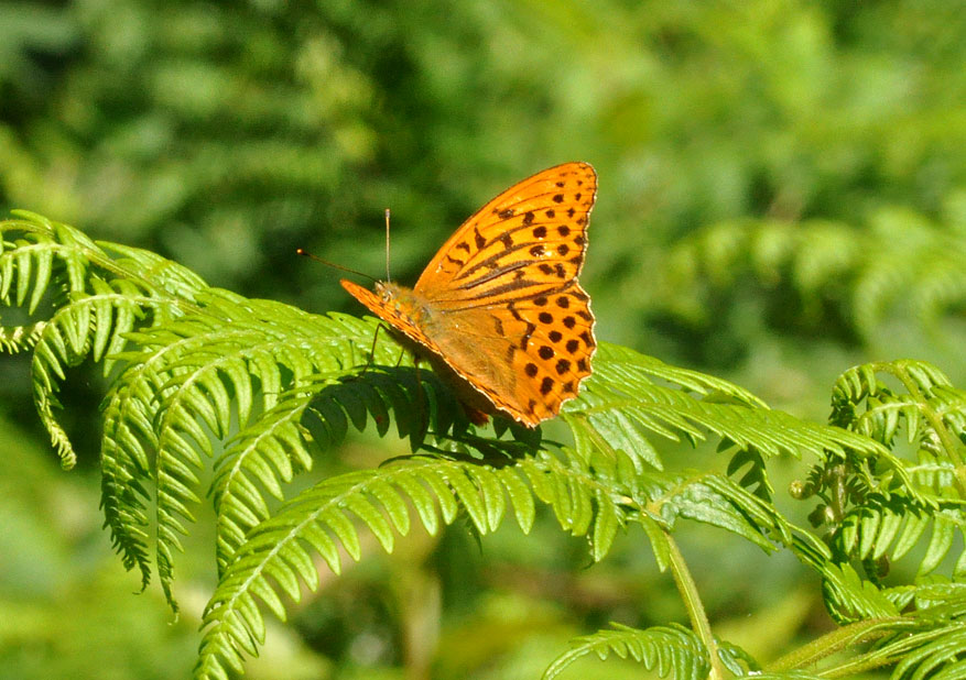 Photograph of a Silver-washed Fritillary
Click on the image for the next photo