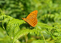 Small photograph of a Silver-washed Fritillary
Click on the image to enlarge