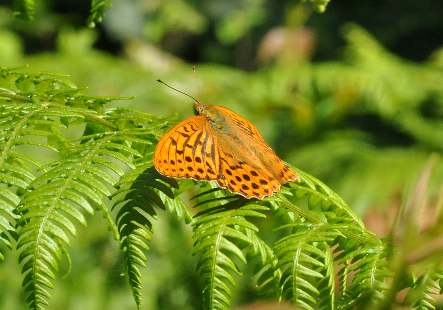 Photograph of a Silver-washed Fritillary
Click on the image for the next photo