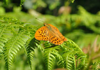 Small photograph of a Silver-washed Fritillary
Click on the image to enlarge