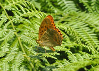 Small photograph of a Silver-washed Fritillary
Click on the image to enlarge