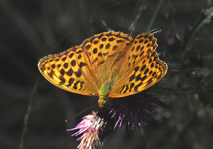 Photograph of a Silver-washed Fritillary
Click on the image for the next photo