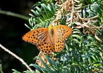 Small photograph of a Silver-washed Fritillary
Click on the image to enlarge