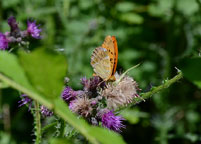 Small photograph of a Silver-washed Fritillary.
Click on image to enlarge