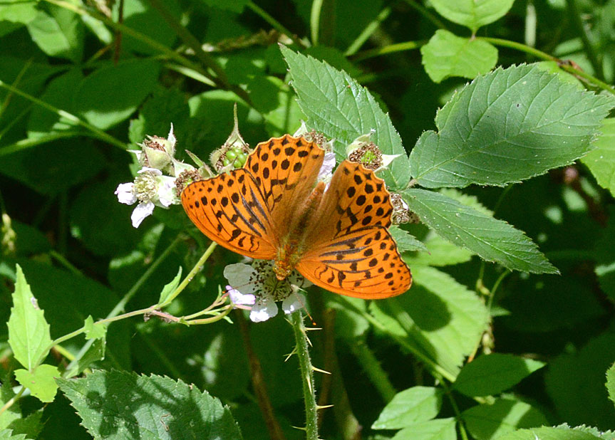 Silver-washed Fritillary
Click for next photo