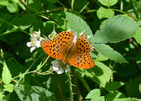 Small photograph of a Silver-washed Fritillary.
Click on image to enlarge