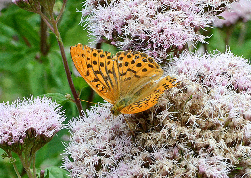 Photograph of a Silver-washed Fritillary
Click on the image for the next photo