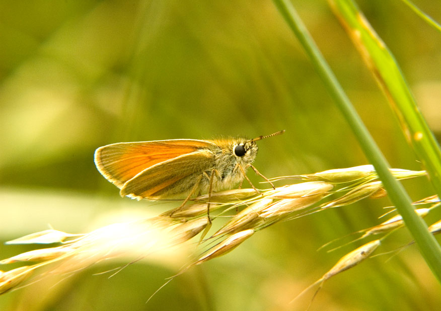 Photograph of a Small Skipper
Click on the image for the next photo