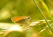 Small photograph of a Small Skipper
Click on image to enlarge