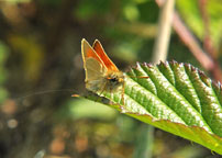 Small photograph of a Small Skipper
Click on the image to enlarge