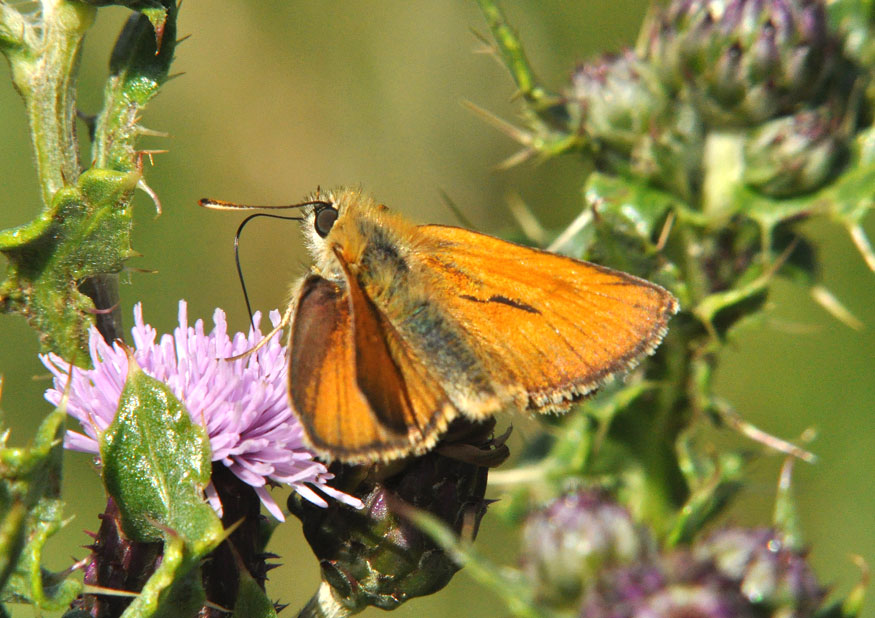 Photograph of a Small Skipper
Click on the image for the next photo