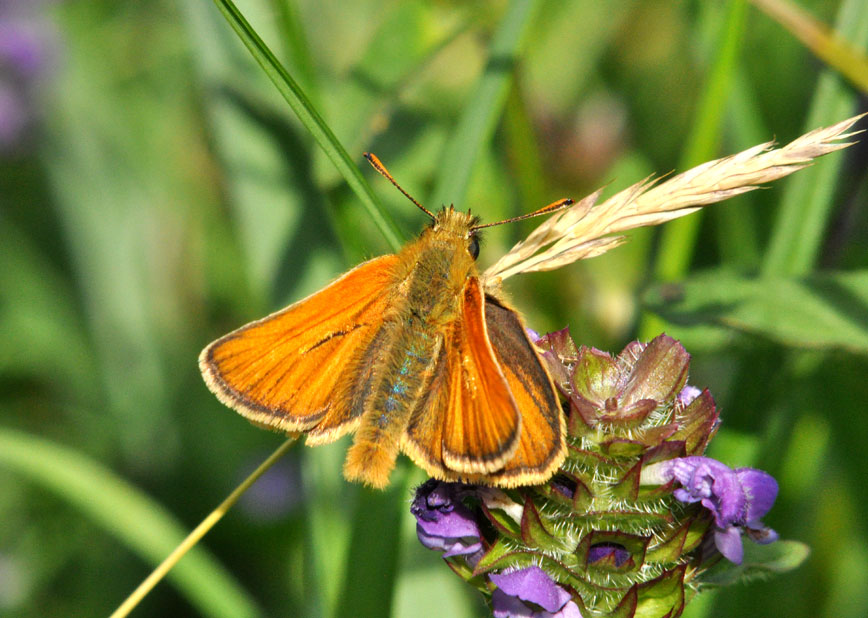 Photograph of a Small Skipper
Click on the image for the next photo