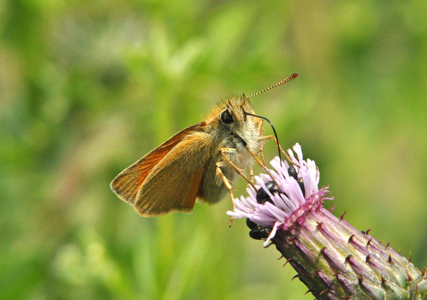Photograph of a Small Skipper
Click on the image for the next photo